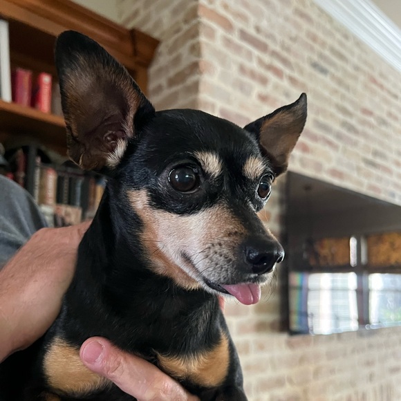 Meet your Posher, Kristen - Picture 3 of 16